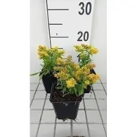 GRDplanten 6 x Solidago 'Laurin' - Goldrute - Topf 9 x 9 cm