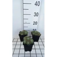 GRDplanten 6 x Sempervivum hybr. 'Sprite' - Hauswurz - Topf 9 x 9 cm