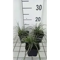 GRDplanten 6 x Carex conica 'Snowline' – Segge - Topf 9x9 cm
