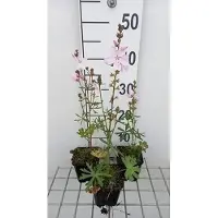 GRDplanten 6 x Sidalcea hybr. 'Elsie Heugh' - Präriemalve - Topf 9 x 9 cm