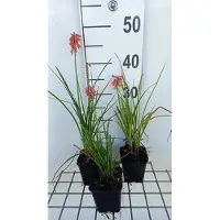 GRDplanten 6 x Kniphofia hybr. 'Vincent Lepage' - Fackellilie - Topf 9 x 9 cm