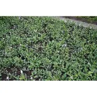 GRDplanten 6 x Astrantia major 'Star of Passion' - Sterndolde - Topf 9 x 9 cm