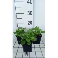 GRDplanten 6 x Doronicum or. 'Little Leo' - Doronicum - Topf 9 x 9 cm