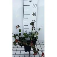 GRDplanten 12 x Euonymus fort. 'Coloratus' - Kriechspindel - Topf 9 cm x 9 cm