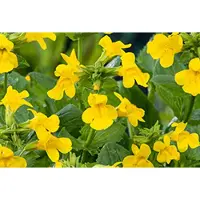 GRDplanten 6 x Mimulus luteus - Gauklerblume - Topf 9 x 9 cm