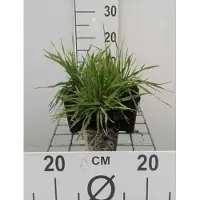 GRDplanten 6 x Briza media - Herz Zittergras - Topf 9x9 cm