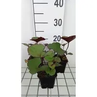 GRDplanten 6 x Ligularia dent. 'Midnight Lady' - Goldkolben - Topf 9 x 9 cm