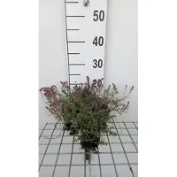 GRDplanten 6 x Thymus pul. 'Foxley' - Thymian - Topf 9 x 9 cm