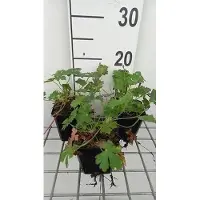 GRDplanten 6 x Geranium cant. 'Harz' - Storchschnabel - Topf 9 x 9 cm