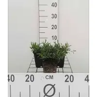 GRDplanten 6 x Dianthus delt. 'Brilliant' - Nelke - Topf 9 x 9 cm