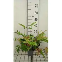 GRDplanten 6 x Dryopteris goldiana - Goldies Wurmfarn - Topf 9 x 9 cm