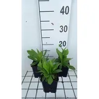 GRDplanten 6 x Digitalis ferr. 'Gelber Herold' - Fingerhut - Topf 9 x 9 cm