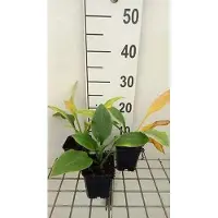 GRDplanten 6 x Hosta hybr. 'Krossa Regal' - Hosta - Topf 9 x 9 cm