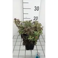 GRDplanten 6 x Lamium mac. 'Anna Green Away' - Taubnessel - Topf 9 x 9 cm
