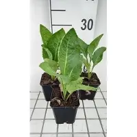 GRDplanten 6 x Aster tataricus 'Jindai' - Herbstaster - Topf 9 x 9 cm