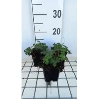 GRDplanten 6 x Geranium hybr. 'Sweet Heidy' - Storchenschnabel- Topf 9 x 9 cm