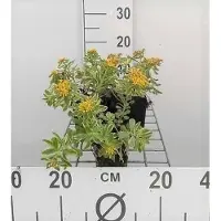 GRDplanten 6 x Sedum kamt. 'Variegatum' - Fettblatt - Topf 9 x 9 cm