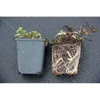 GRDplanten 6 x Campanula pyramidalis - Bergminze - Topf 9 x 9 cm