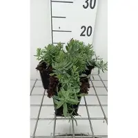 GRDplanten 6 x Linaria purp. 'Canon J. Went' - Leinkraut - Topf 9 x 9 cm