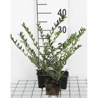 GRDplanten 12 x Lonicera pileata - Kriech-Heckenkirsche - Topf 9 cm x 9 cm