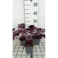GRDplanten 6 x Heuchera hybr. 'Forever Purple' - Purpurglöckchen - Topf 9 x 9 cm