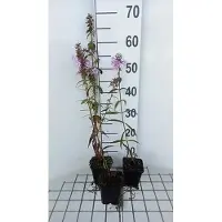 GRDplanten 6 x Phlox (m) 'Rosalinde' - Flammenblume - Topf 9 x 9 cm