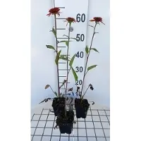 GRDplanten 6 x Echinacea purp. 'Irresistible' - Sonnenhut - Topf 9 x 9 cm