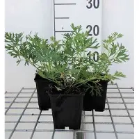 GRDplanten 6 x Pulsatilla vulgaris - Kuhschelle - Topf 9 x 9 cm