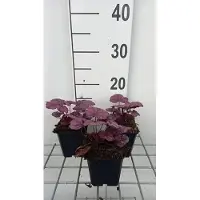 GRDplanten 6 x Heuchera hybr. 'Wild Rose' - Purpurglöckchen - Topf 9 x 9 cm