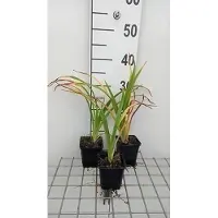 GRDplanten 6 x Hemerocallis hybr. 'Painted Trillium' - taglilie - Topf 9 x 9 cm