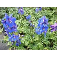 GRDplanten 6 x Delphinium (b) 'Piccolo' - Rittersporn - Topf 9 x 9 cm