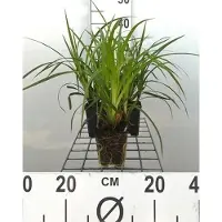 GRDplanten 6 x Carex morr. 'Irish Green' - Japanische Teppich-Segge - Topf 9 x 9 cm
