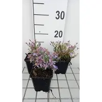 GRDplanten 6 x Aster sedifolius 'Nanus' - Herbstaster - Topf 9 x 9 cm