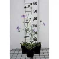 GRDplanten 6 x Scabiosa col. 'Butterfly Blue' - Skabiose - Topf 9 x 9 cm