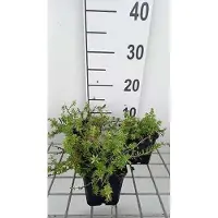 GRDplanten 6 x Phuopsis stylosa ( crucianella stylosa) - Scheinwaldmeister - Topf 9 x 9 cm