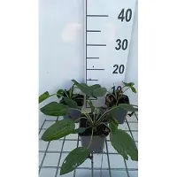 GRDplanten 6 x Rudbeckia fulg. 'Little Goldstar' - Sonnenhut - Topf 9 x 9 cm
