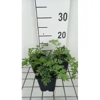 GRDplanten 6 x Tanacetum (c) 'Robinson's Rose' - Margerite - Topf 9 x 9 cm