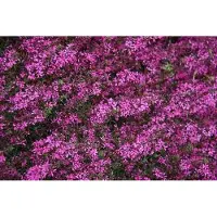 GRDplanten 6 x Lythrum virg. 'Rose Queen' - Weiderich - Topf 9 x 9 cm