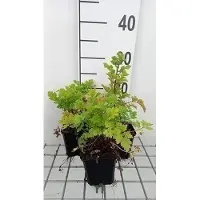 GRDplanten 6 x Tanacetum parthenium - Margerite - Topf 9 x 9 cm