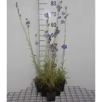 GRDplanten 6 x Campanula pers. 'Grandiflora Coerulea' - Bergminze - Topf 9 x 9 cm