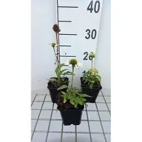GRDplanten 6 x Echinacea purp. 'Avalanche' - Sonnenhut - Topf 9 x 9 cm