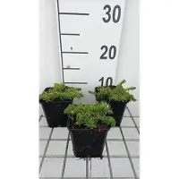 GRDplanten 6 x Phlox (d) 'Red Admiral' - Flammenblume - Topf 9 x 9 cm
