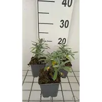 GRDplanten 6 x Salvia lavandulifolia - Sternmoos - Topf 9 x 9 cm