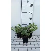 GRDplanten 6 x Lamium mac. 'Pink Pewter' - Taubnessel - Topf 9 x 9 cm