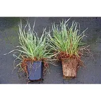 GRDplanten 6 x Dactylis glom. 'Variegata' - Weißgrünes Knäuelgras - Topf 9 x 9 cm