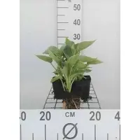 GRDplanten 6 x Hosta sieb. 'Elegans' - Hosta - Topf 9 x 9 cm