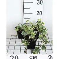 GRDplanten 12 x Hedera helix 'Marg. Elegantissima' - Efeu 'Marginata Elegantissima - Topf 9 cm x 9 cm