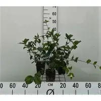 GRDplanten 12 x Euonymus fort. 'Dart's Blanket' - Kriechender Spindelstrauch 'Dart'S Blanket - 9 cm x 9 cm Topf