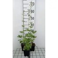 GRDplanten 6 x Delphinium (b) 'Cliveden Beauty' - Rittersporn - Topf 9 x 9 cm