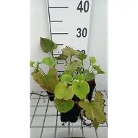 GRDplanten 6 x Brunnera macr. 'Hadspen Cream' - Kaukasisches Vergissmeinnicht - Topf 9 x 9 cm